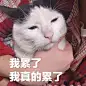 我是小张我很慌张