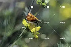蝴蝶 花壁纸 昆虫 花 船长蝴蝶 美丽的花朵 埃塞克斯船长 草地