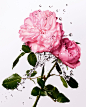 Photo shared by Dior Beauty Official on May 11, 2022 tagging @dior. May be an image of rose.