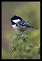 Coal Tit