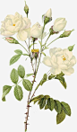 花卉插画花卉画白玫瑰高清素材 png 页面网页 平面电商 创意素材