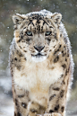 beautiful-wildlife:

Snow Leopard in Winter by zweiaufreisen