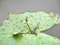 睡莲的珠芽繁殖----中国科学院西双版纳热带植物园