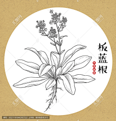 草药-花瓣网|陪你做生活的设计师 | 手绘中草药 草药 中草药包装插画 杜仲包装插画 草本植物 中草药 中药本草纲目 百草集 手绘杜仲线描插画
