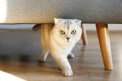 点击来源直接获取大图文件 |Cute scottish Fold breed cat with yellow eyes playfully running under grey textile sofa at home. Soft fluffy purebred short hair lop-eared kitty. Background, copy space, close up.