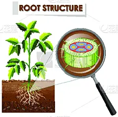 图表,根部,植物,建筑结构,生物学,自然,科学实验,环境,图像