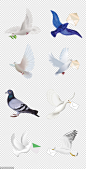 源文件-鸽子 信鸽 白鸽 动物 鸟类 彩色 PNG免扣设计素材