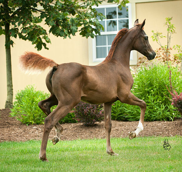 horseheaven