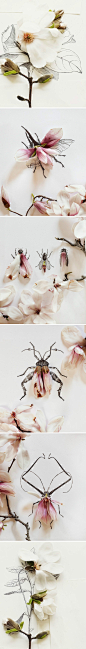Kari Herer’s still life photography and illustration, Magnolia and Magnolia Bugs.