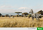 Viking Lawnmower: Savanna