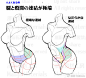 男生/女生人体动态、躯干 、骨骼、肌肉参考素材，画人体必备