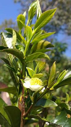 佩佩呐~采集到茶叶