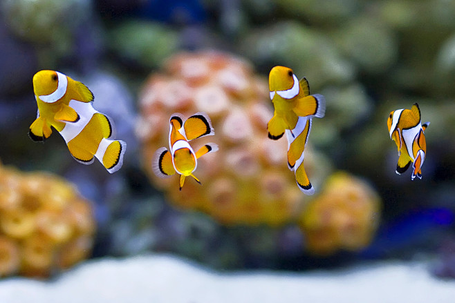 免费 小丑魚, 水族館, 特写 的 免费...