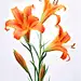 绘画素材：萱草花