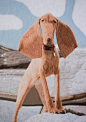 Cats and Dogs : A selection of cat and dog portraits