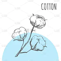 棉叶矢量素描植物在棉花化妆品或纺织产品包装设计中的实现