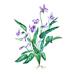 子LL鱼W采集到植物插画