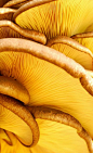 Mushrooms by Taratorki, via Flickr