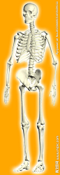 人体骨架精致抠图，发光程度ps下可调整