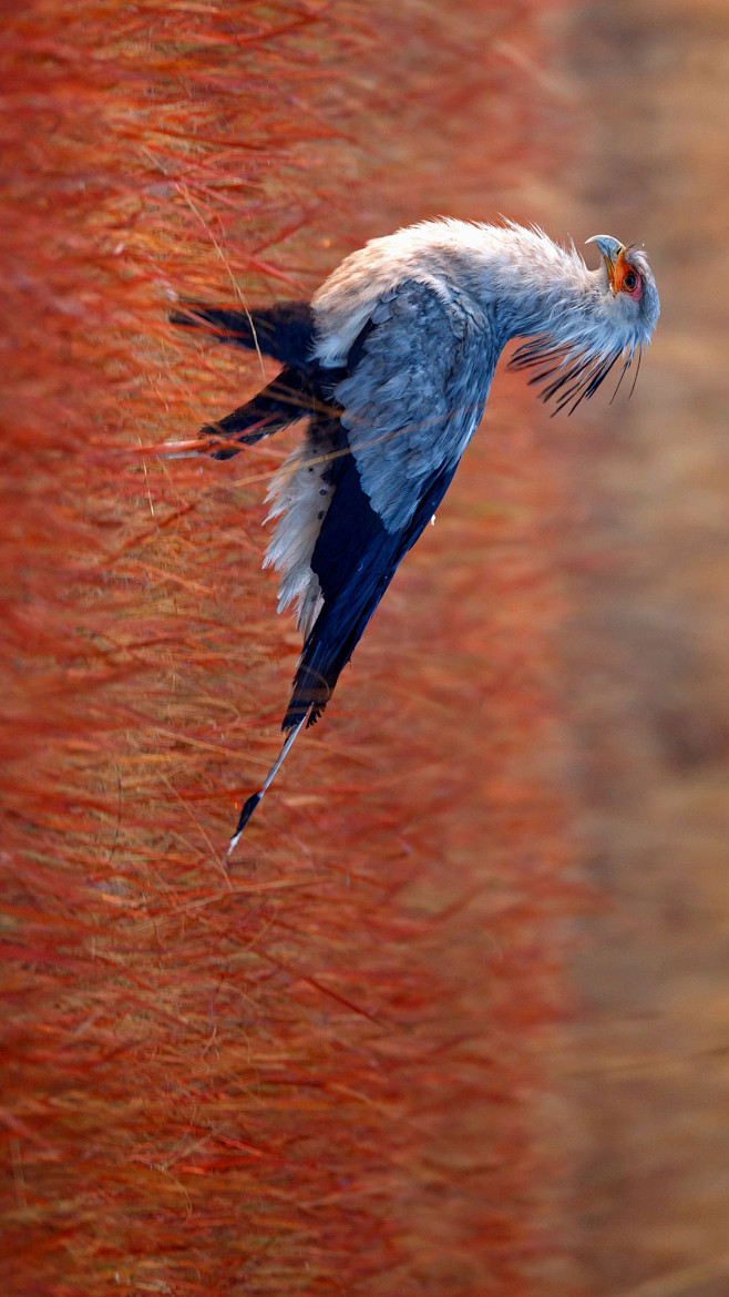 一只蛇鹫在南非利特弗雷自然保护区内寻找食物08richarddutoitgetty