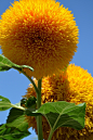 Teddy Bear Sunflowers