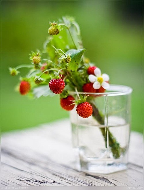 多想为你栽植一束四季草莓，每当你想念时，...