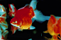 photo / gold fish | Mika Ninagawa Official Site