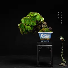 小叶爬山虎 小品盆景 微型盆景 西庐园盆景 掌上盆景 日本盆景-淘宝网