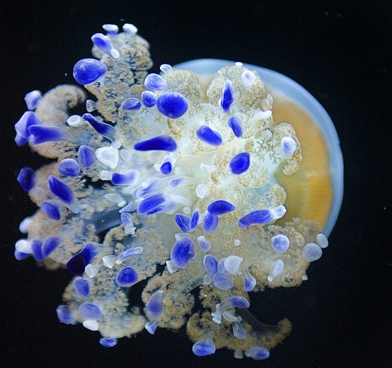 Jellyfish III by Liq...