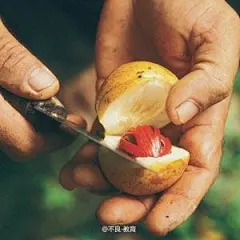 【肉豆蔻】豆蔻有草豆蔻、白豆蔻、红豆蔻，还有肉豆蔻。“肉豆蔻又名肉果、玉果、迦拘勒、肉蔻、顶头肉等，果实梨形，淡黄色或橙黄色，成熟时纵裂成两瓣，露出绯红色的假种皮”，长得还挺带感。