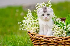点击来源直接获取大图文件 |Little white fluffy kitten sitting in a wicker basket full of lily of the valley flowers