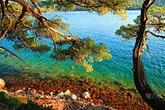 地中海景观，松林中的野生海滩，克罗地亚Mljet岛