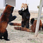 不是浣熊！丨 是小熊猫 丨 食肉目→小熊猫科→小熊猫属→小熊猫 丨 别名：红熊猫 / 红猫熊 / 九节狼 