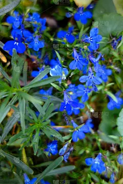 半边莲属,风铃草属,垂直画幅,无人,蓝色,开花植物,摄影,花
