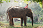 Child Girl Riding on Elephant by Sasin Tipchai on 500px