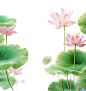 荷花莲花荷叶莲叶png (40)