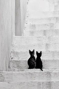 侯子旭_PPTer采集到black and white