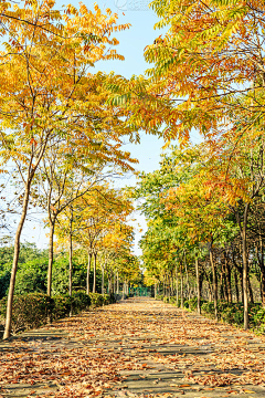 刘小二的2采集到道路植物