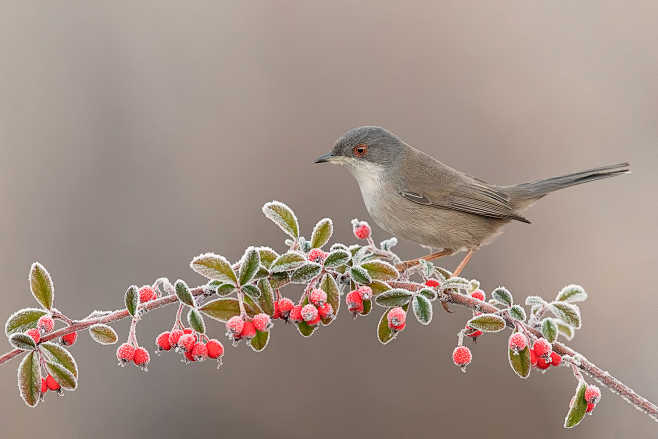 黑头林莺sylviamelanocephala雀形目莺科林莺属