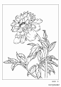 分享 | 9种花卉的各形态白描图 值得收藏