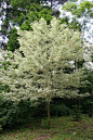 花叶复叶槭Acer negundo ‘Variegatum’ - 