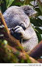 Sleeping Baby Koala