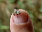 The smallest frog of Brazil and second in the Southern Hemisphere, was first found in south of Espirito Santo, brazilian state, in Atilio Vivacqua district and recorded by the researcher's doctoral program in Ecology and Evolution of State University of R