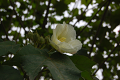 bulingbuling布丁采集到芙蓉花