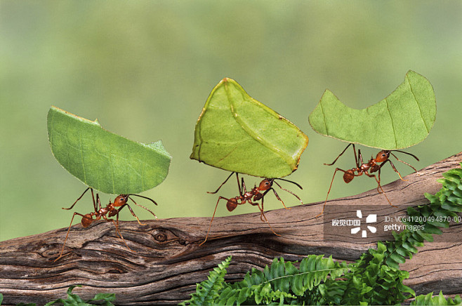 leaf cutter ants (at.