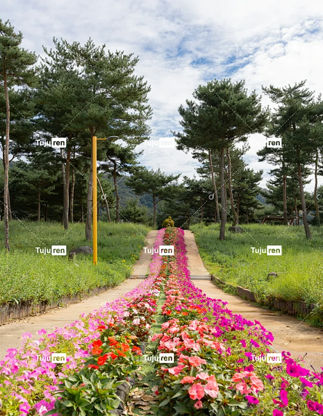 土路边长长一排花-花瓣网