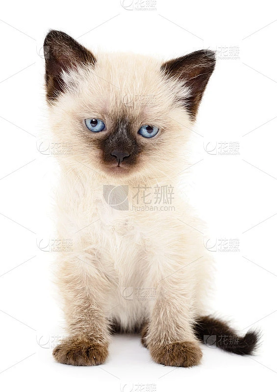 白底上的小猫素材-花瓣网