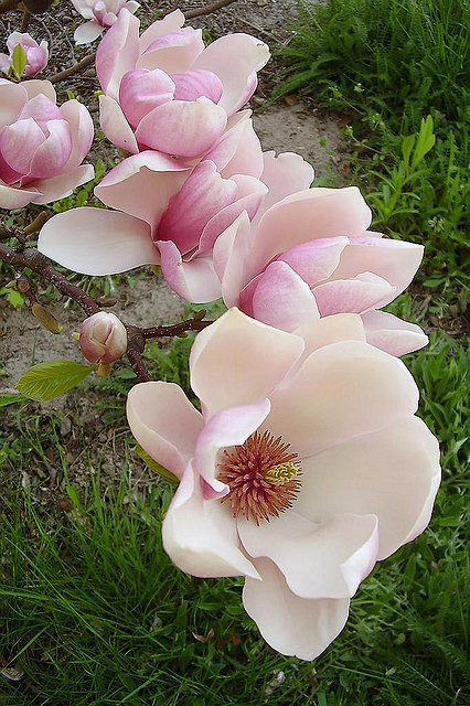玉兰迎春吐芬芳~ 玉兰花是最先报春的天使...