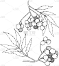 山梨树,植物,秋天,黑色,浆果,食品,壁纸,涂料,水果,草图