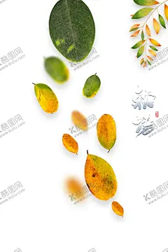 立秋 【酷图网】立秋,立秋插画,立秋习俗,立秋宣传展板,秋风,立秋节气,一叶知秋,立秋24节气,梧桐落叶,落叶,立秋海报,立秋广告,立秋挂画,立秋宣传,初秋,秋天,秋季,秋分,立秋节气海报,立,插画,立秋杂志,立秋折页,立秋单页,立秋宣传单,立秋展架,立秋无框画,立秋素材,二十四节气